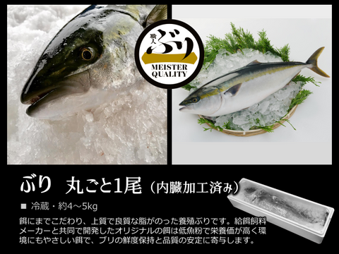 鹿児島産ぶり冷蔵 ぶり１尾 内臓処理済み 鹿児島県産の魚 食べチョク 産地直送 産直 お取り寄せ通販 農家 漁師から旬の食材を直送