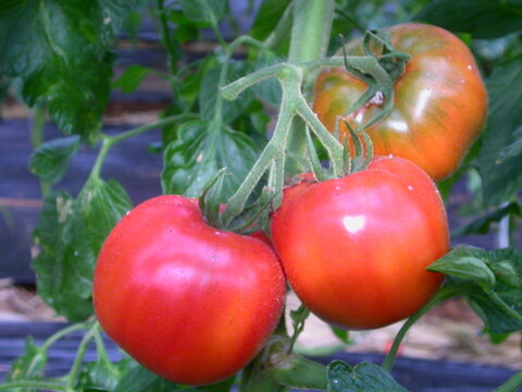 栄ちゃんトマト１００％のトマトジャム。６個入りでおまとめ割引。