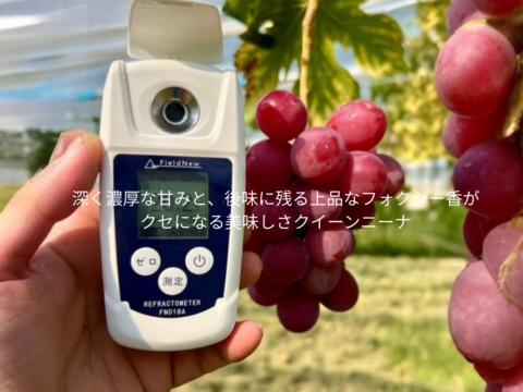 「おまかせ旬ぶどうセット」 — Shine Muscat & Seasonal ２Grapes —