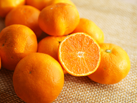 とれたてしもつみかん5kg｜和歌山県海南市下津町から産地直送でお届け