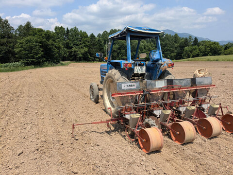 北海道ニセコ　自然栽培　天穀小豆300gｘ2袋　ジッパー付真空パックでお届け　2025年産
