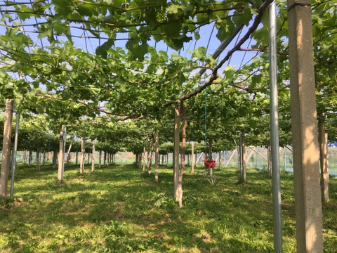 金賞受賞！クイーンニーナと品種おまかせセット2kg