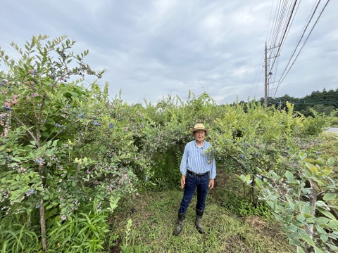 【生食用】つくば産 大粒で甘〜いラビットアイ系ブルーベリー 1kg(500g×2パック)《 8月末まで出荷可能》