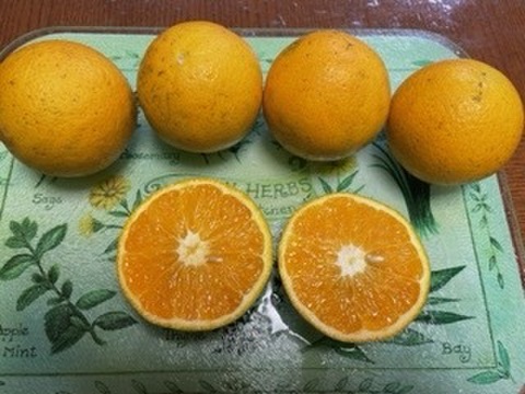 爽やか香際立つジューシーなバレンシアオレンジ5キロ