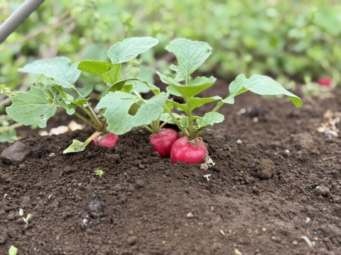 【新鮮】農薬不使用・化学肥料不使用 ラディッシュ 1kg【冬ギフト】
