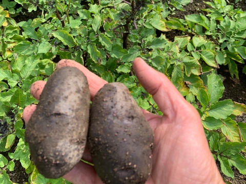 【紫の貴婦人「ノーブルシャドー」】２kg(土付き)  兵庫県香美町産