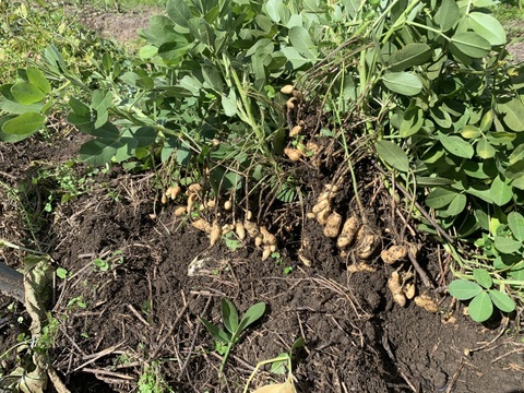 奥出雲産自然栽培生ラッカセイ(500g)