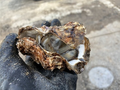 【1口500円】令和7年10月 牡蠣大量死 生産者応援チケット