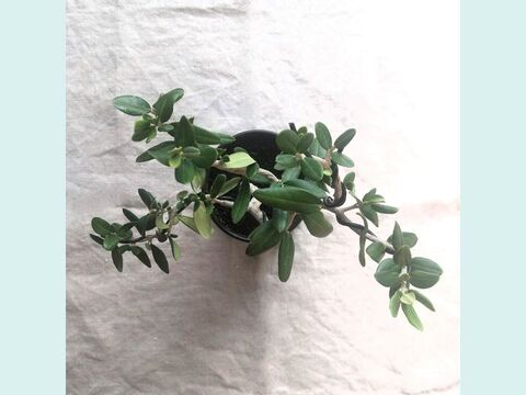【ギフトにも◎】種から育てた南アルプスのオリーブ盆栽（PS225）
