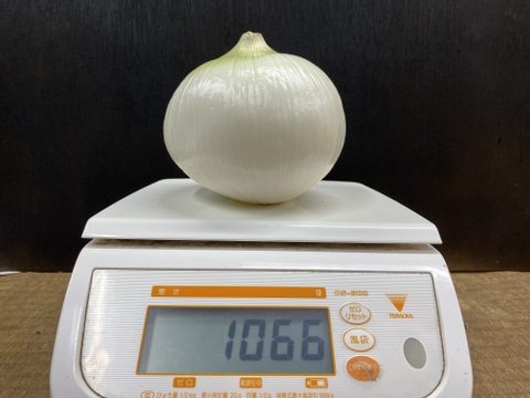 ぴっかぴか✨皮むき玉ねぎ(七宝)　4.5キロ