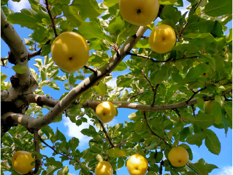 蜜入り黄りんご ”こうこう”（特別栽培・Ａ品・3㎏）