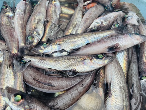 【未利用魚】今後増殖するだろうトモメヒカリ1.2kg前後
