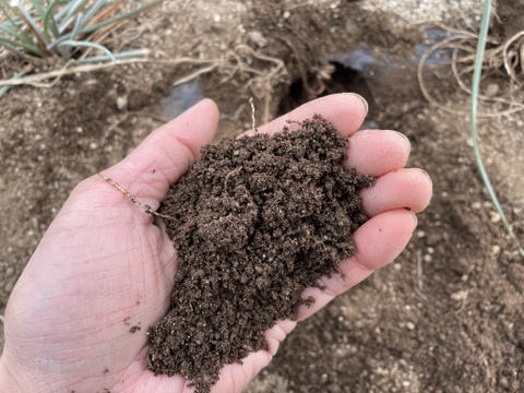 【春限定・希少】宮城産 若採りらっきょう エシャレット 1kg 栽培期間中農薬不使用  朝掘り 4月終了