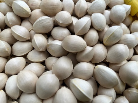 【値下げ】【ぎんなん 銀杏】500g 約150個 （栽培期間中農薬不使用）