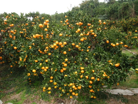 とにかく甘い！ひめまる石地みかん（小玉5Kg）