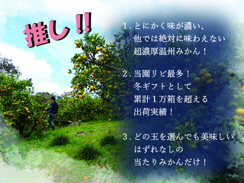【濃い甘！自慢の濃厚冬みかん】コイコク（恋い告）　10ｋｇ（箱込み）【冬ギフト】【熨斗対応可】