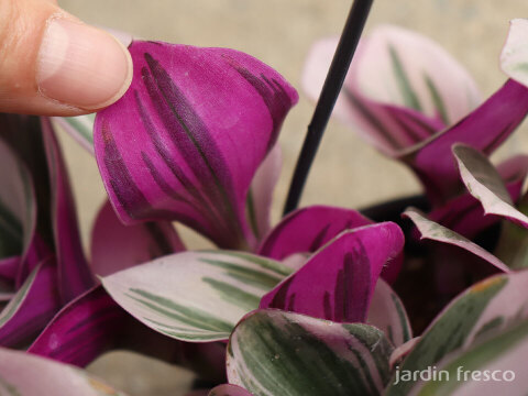 おしゃれなハンギングタイプ！観葉植物 トラディスカンチア ナヌーク 10.5cm吊り鉢 (203785)