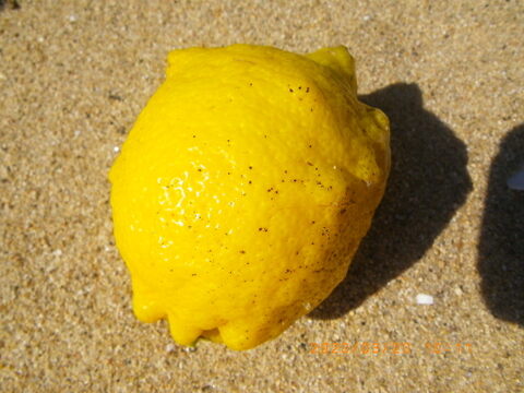 自然農レモン(1kg)　60年以上農薬肥料不使用の畑で栽培　因島産
