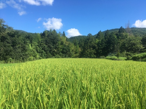玄米ヌードル（100g)×4袋  農薬不使用天日干し米使用　グルテンフリー