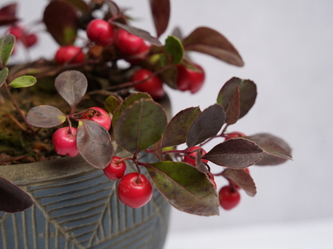 ミニ盆栽【チェッカーベリー × 青白縞陶器】高さ約18cm×横約16cm【朝市限定】