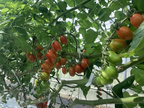 無添加　沖縄県産乾燥青果　ミニトマト