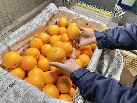 フレッシュ果汁の国産白柳ネーブルオレンジ【贈答用】1kg