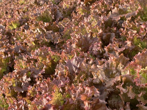 シャキッと新鮮！サニーレタス(ロロロッサ)1kg(500gｘ2p)