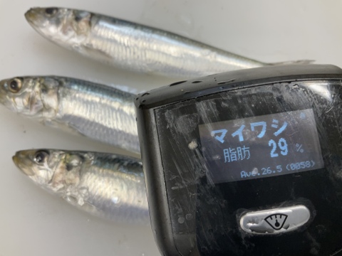 【脂極】凄いわし/突然出現するメタボ鰯/体脂肪質25～35％/4匹×2パック/1kg位【冷凍】