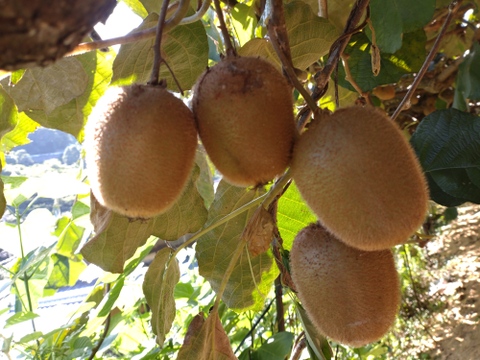 ビタミンたっぷり　グリーンキウイ🥝　2kg(箱込み)