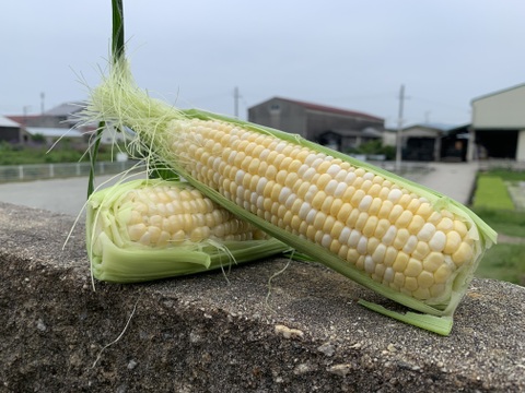 真夏の醍醐味😋淡路島産トウモロコシ🌽ドルチェドリーム🌈【10本➕2】