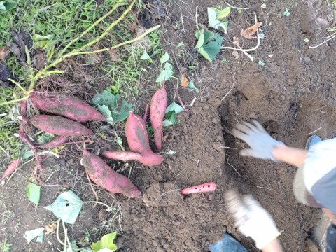 さつまいも1kg 石川県産金時芋 【農薬、除草剤、化学肥料不使用】