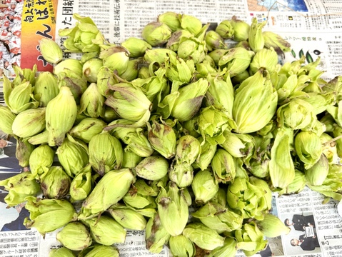 【予約販売：山形県庄内産】ふきのとう（500g）天然・ばんけ - 山形県酒田市八幡地域の里山・大沢産
