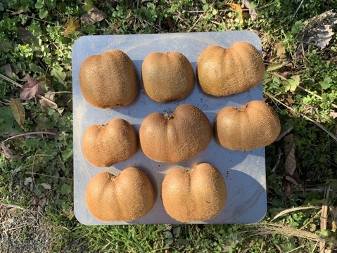 まじりっけなし！自然栽培「扁平キウイフルーツ」【お得用】5kg