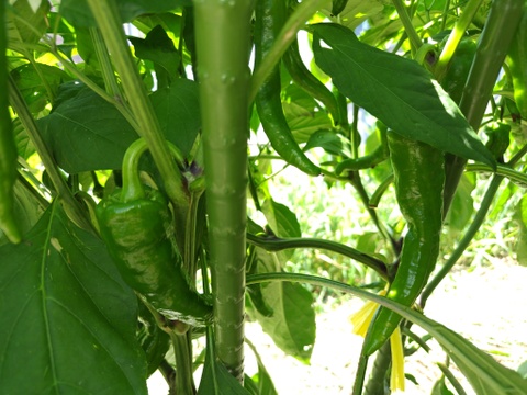 おまかせ よこすか 夏の野菜セット（7〜8品目）