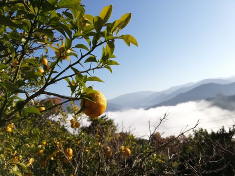 さわやか　ゆず果汁100%　280ml　1本　栽培期間中農薬不使用　ゆず酢