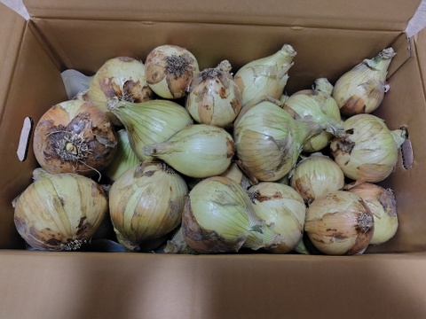 【訳あり】淡路島新玉ねぎ10kg【野菜ソムリエサミット金賞🏆】