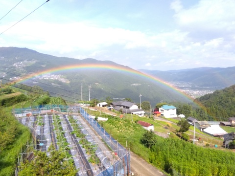 【春に近づきました】「菜の花」１ｋｇ
今だけの旬のお届け
使いやすいように鮮度袋で５パックに小分けしております。
お求めやすい一箱１０００円多めに必要な方は別途連絡頂ければ専用サイトを作成致します。