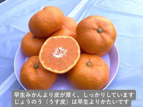 【貯蔵熟成】濃蜜 青島みかん 5kg｜静岡県から産地直送（糖度12～15度）