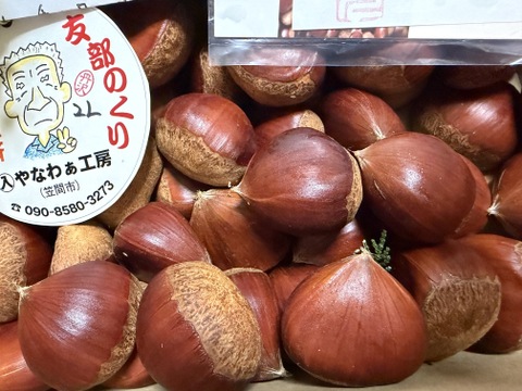 価格据え置き】笠間の栗2Lサイズ×1kg（温湯殺虫済み）：茨城県産の