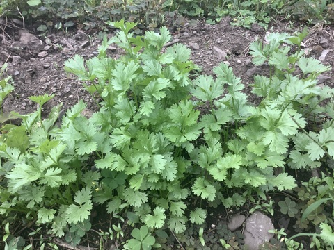 新鮮パクチー/コリアンダー　クール便直送