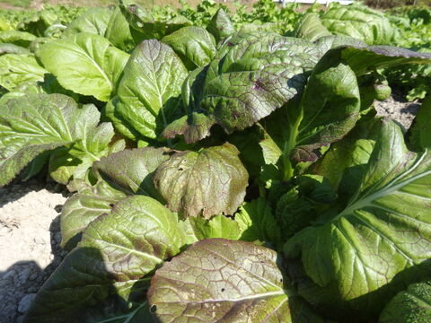 里芋・ターサイ・三池高菜やルッコラ、ワサビ菜・赤大根など　冬野菜おまかせセット！（たっぷり１００サイズ箱Ｌサイズ）