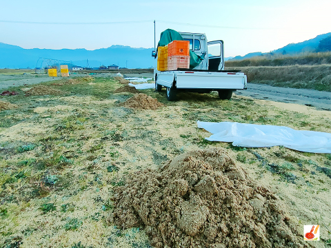 皮ごと茹でて✨美味しい ✨小ぶりな里芋1kg(セレベス:赤目芋)｜農家直送✅｜家庭用🎁❗️
