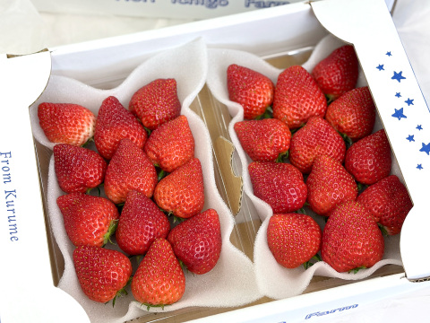 【四つ星級の甘さ】福岡県産よつぼし500g｜福岡県エコ農産物認証！