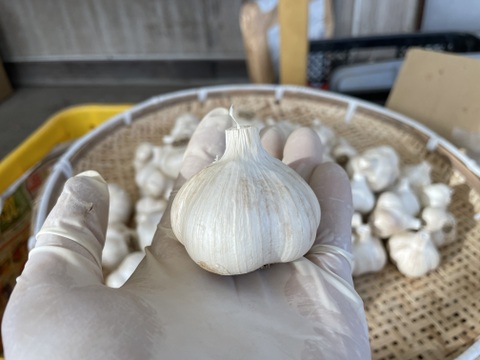 超芳醇！福地ホワイトにんにく 500g 乾燥済みＳ・Ｍ・Ｌサイズ混合（10個前後）【農薬 化学肥料不使用】