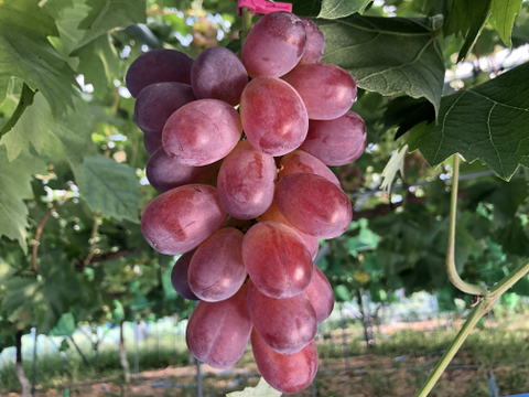 「数量限定」 粒ぷりっぷり食感！果汁が溢れ出るバイオレットキング 800g クイーンマスカット100g程度おまけ有　　少量食べ比べクール便