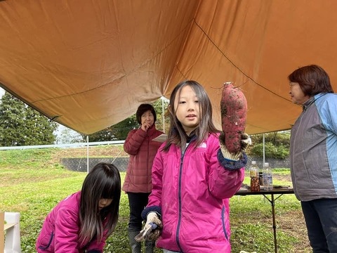 有機JAS認証野菜 さつまいも ご家庭用 サイズ混合 5kg