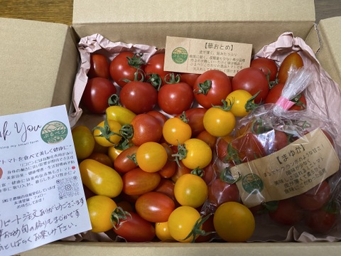 一箱で二度美味しい♪こだわりの薄皮トマト🍅【華おとめ】&【華小町】Mix１.７kg箱