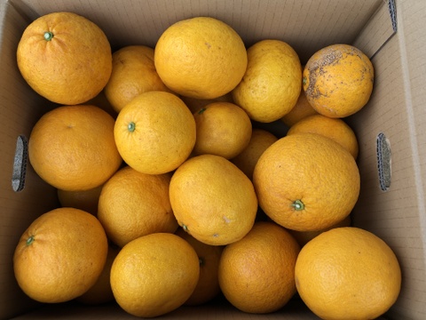 甘夏 サイズ混合 国産 静岡県浜松市産 (約８kg）