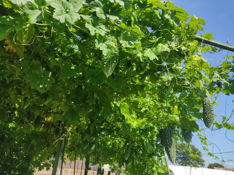 ✨新鮮採れたてゴーヤ2kg  クール便✨