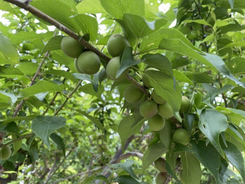 久保様専用”1日の難のがれ”カリカリ梅用の甲州小梅（青梅：２Kg）